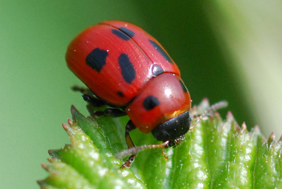 Gonioctena fornicata (Chrysomelidae)